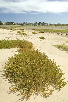 Ctes: Perennial glasswort (Sarcocornia perennis), Great