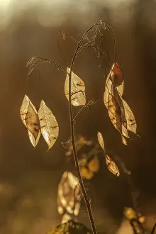 Backlighted: Perennial honesty - backlighted papery seadpood partitions o