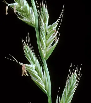 Floret: Perennial Ryegrass