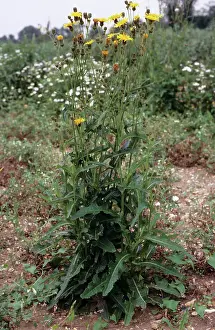 Sonchus: Perennial Sow-thistle