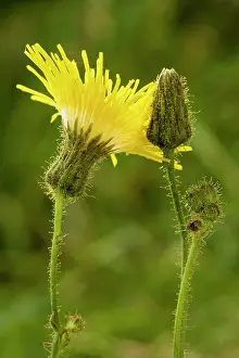 Sonchus: Perennial sow-thistle - in flower. Very good example