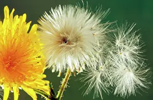 Sowthistle: Perennial Sow-Thistle - in flower with seed heads