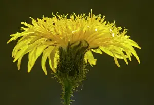 Sonchus: Perennial Sow-thistle - against the light, showing