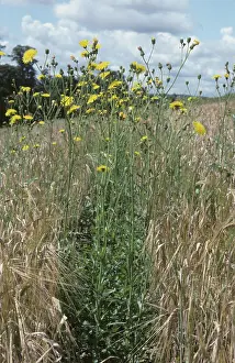 Sowthistle: Perennial sow-thistle (Sonchus arvensis)