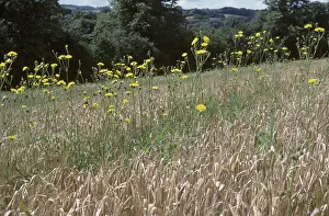 Sowthistle: Perennial sow-thistle (Sonchus arvensis)