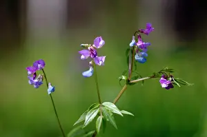 Vetch: Perennial Sweet Pea / Spring vetchling / Bitter