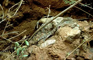 Goanna: Perentie / Goanna