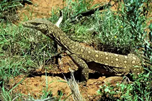 Goanna: Perentie / Goanna