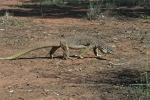 Goanna: Perentie Goanna / Perenty Monitor Lizard