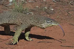 Goanna: Perentie Goanna / Perenty Monitor Lizard