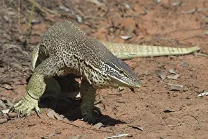 Goanna: Perentie Goanna / Perenty Monitor Lizard