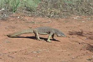 Goanna: Perentie Goanna / Perenty Monitor Lizard