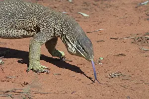 Goanna: Perentie Goanna / Perenty Monitor Lizard