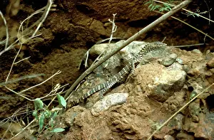 Goanna: Perentie (Goanna) (Varanus giganteus). Central