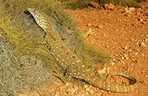 Spinifex: Perentie - half-erect among spinifex