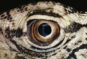 Sense: Perentie (Lizard) Eye