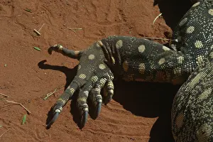 Toes: Perentie Monitor Lizard / Goanna - Close up of foot