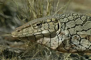 Goanna: Perentie Monitor Lizard / Goanna - head