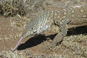 Goanna: Perentie Monitor Lizard / Goanna - Sticking tongue out