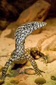 Giganteus: Perentie Monitor, Varanus giganteus, Central