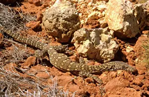Perentie: Perentie - at rest on ground