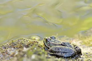 Perezi: Perez Frog - resting next to water