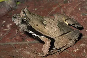 Perezi: Perez's Snouted Frog
