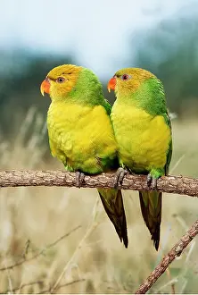 Lorikeet: PERFECT LORIKEETS - two, on perch