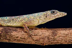 Avenues: The perfectly camouflaged Bronze anole (Anolis avenues)