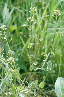 Thlaspi: Perfoliate / Cotswold Pennycress