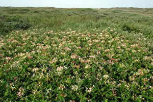 Honeysuckle: Perfoliate Honey Suckle - in flower covering sand dunes