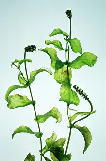 Pondweed: PERFOLIATE PONDWEED