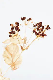Smyrnium: PerfoliateAlexanders