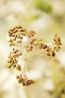 Smyrnium: PerfoliateAlexanders