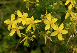 Depression: Perforate St John's Wort