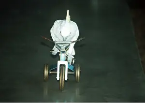 Bicycle: Performing Cockatoo - riding tricycle