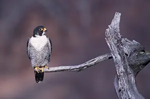 Peregrine: PERGRINE FALCON - male on branch