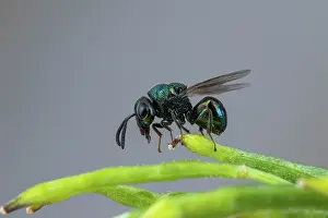 Terebrantia: Perilampid Wasp (Perilampus nitens), Soria, Spain