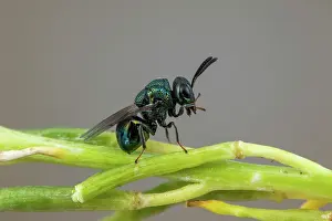 Terebrantia: Perilampid Wasp (Perilampus nitens), Soria, Spain