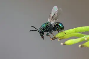 Terebrantia: Perilampid Wasp (Perilampus nitens), Soria, Spain