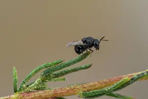 Terebrantia: Perilampid Wasp (Perilampus tristis), Soria, Spain