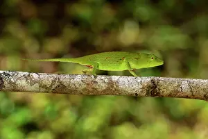 Calumma: Perinet chameleon (Calumma gastrotaenia) female