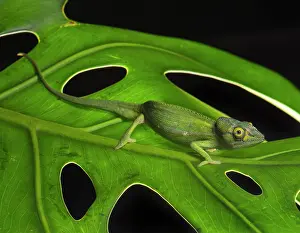 Calumma: Perinet chameleon (Calumma gastrotaenia), male on