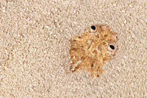 Bitis: Peringueyi's adder (Bitis peringueyi) in sand
