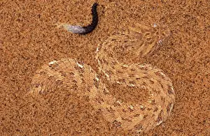 Posionous: PERINGUEYIS DESERT ADDER - hidden in sand, showing lure
