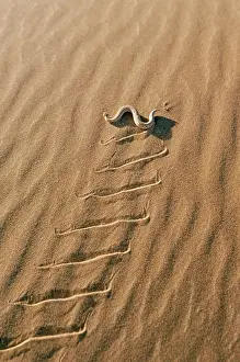 Posionous: PERINGUEYIS DESERT ADDER - sidewinding across sand