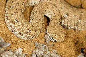 Adders: Peringueys Adder