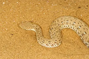 Adders: Peringueys Adder