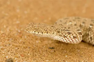Adders: Peringueys Adder