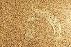 Michele Menegon: Peringuey's Adder